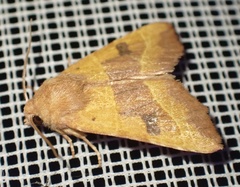 Atethmia centrago