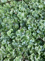 Lunularia cruciata