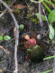 Chlaenius nigricornis