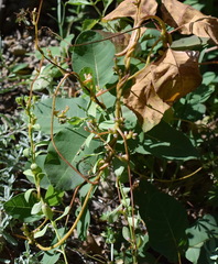 Cuscuta monogyna