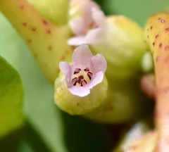 Cuscuta monogyna