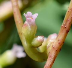 Cuscuta monogyna