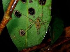 Cheiracanthiidae