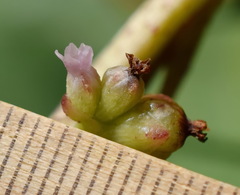 Cuscuta monogyna