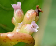 Cuscuta monogyna