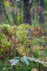 Heracleum dissectum