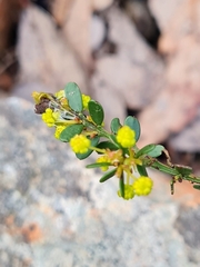 Acacia acinacea