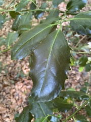 Ilex aquifolium