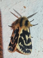 Ardices curvata