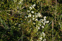 Galium boreale