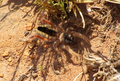 Solpugidae