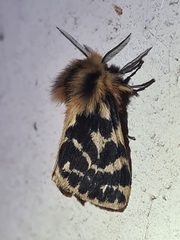 Ardices curvata