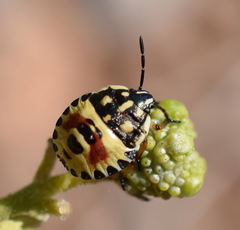 Carpocoris