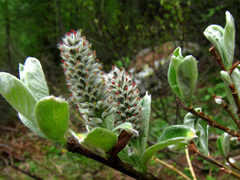 Salix glauca