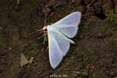 Stemorrhages amphitritalis