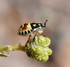 Carpocoris