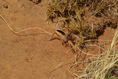 Solpugidae