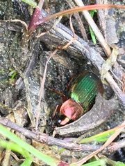 Chlaenius nigricornis