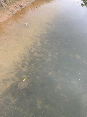 Emydura macquarii