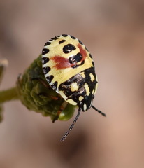 Carpocoris
