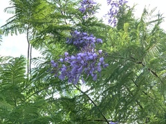 Jacaranda acutifolia