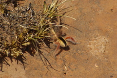Solpugidae