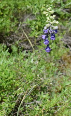 Delphinium fissum