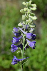 Delphinium fissum