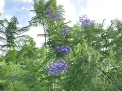 Jacaranda acutifolia
