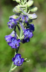 Delphinium fissum