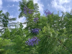 Jacaranda acutifolia
