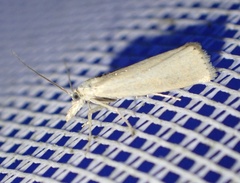 Crambus perlella