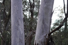 Eucalyptus dalrympleana