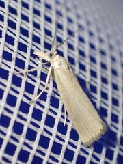 Crambus perlella
