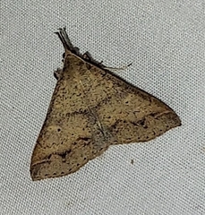 Renia salusalis