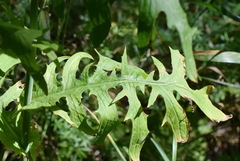 Lactuca quercina