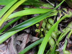Cymbidium madidum