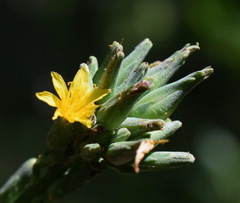 Lactuca quercina