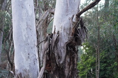 Eucalyptus dalrympleana