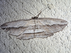 Euphronarcha luxaria