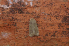 Orthosia cruda