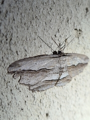 Euphronarcha luxaria