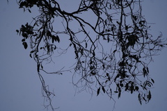 Eucalyptus dalrympleana