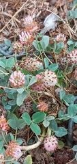 Trifolium fragiferum