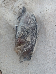 Acanthistius ocellatus