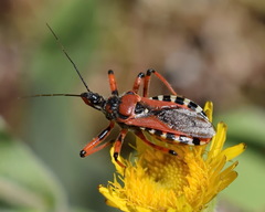 Rhynocoris