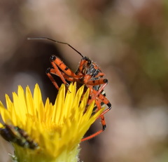 Rhynocoris