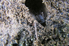 Gryllodes sigillatus