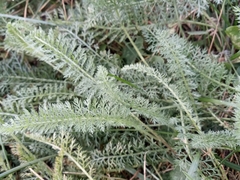 Achillea millefolium