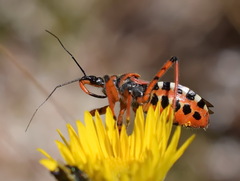 Rhynocoris